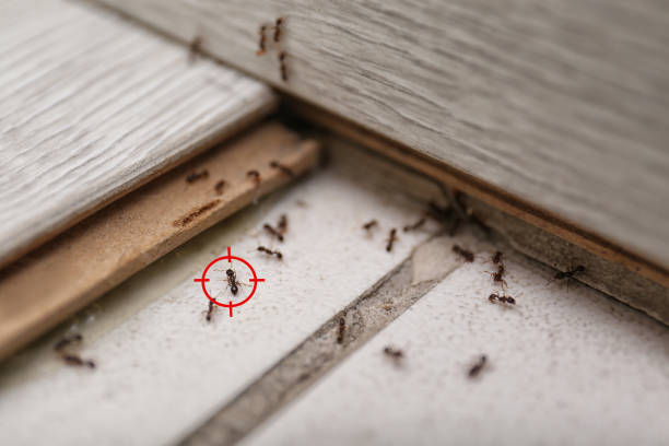 Best Affordable Pest Control Services  in Broadway, VA